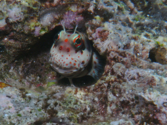 Freckle Faced blenny at Kansas - taken by Mo