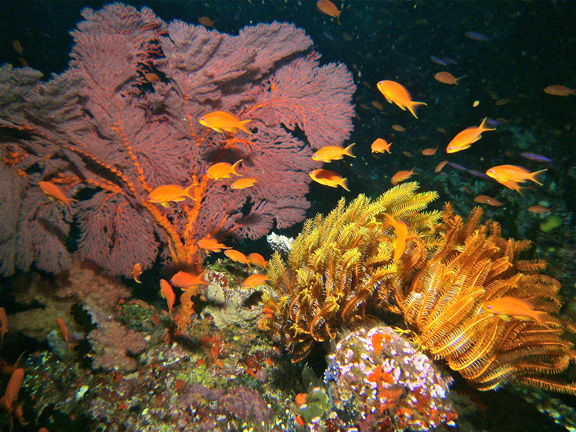 Reef in current by Karen D.