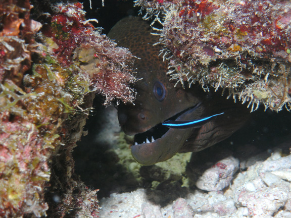 Mo finds a Moray at the dentist