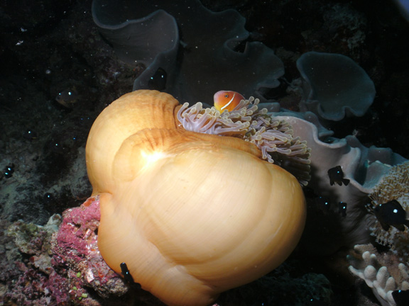 Mo captures an Anenome balled up on a night dive