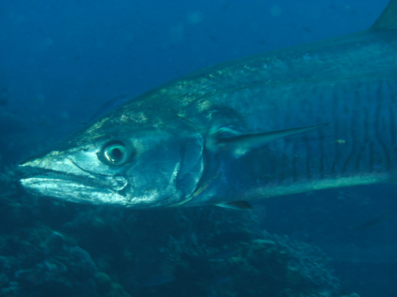 Mo gets up close with a Wahoo