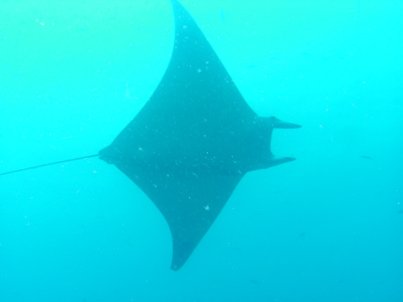 A large black manta flies past the Nigali Passage - taken by Mo