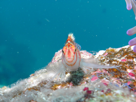 Pixie Hawk fish posing for Mo