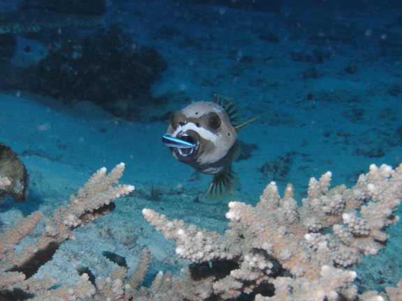 Masked puffer at a cleaning station taken by Mo