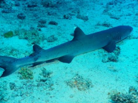 Great white tip shot. Taken by Jim