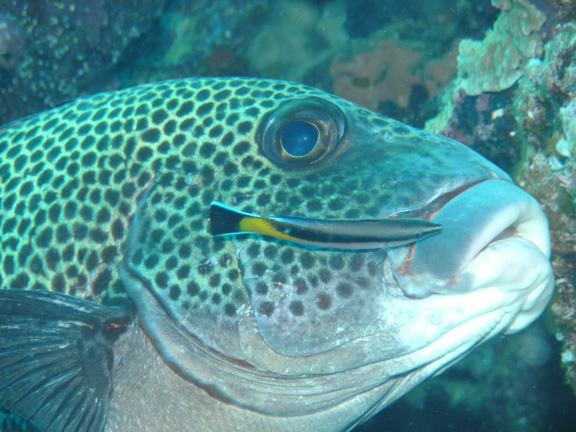 Cleaner Wrasse love those Sweet Lips - taken by Mo