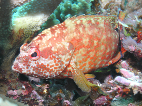 Coral Grouper - taken by Mo