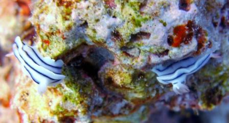 Fiji's favorite nudi, chromodoris lochi, taken by Jim