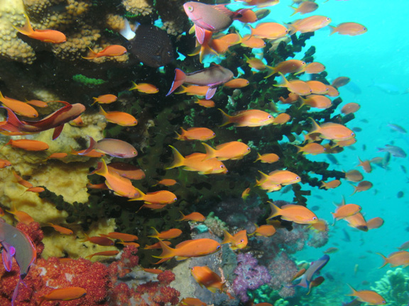 Ahh colorful Fiji - taken by Mo