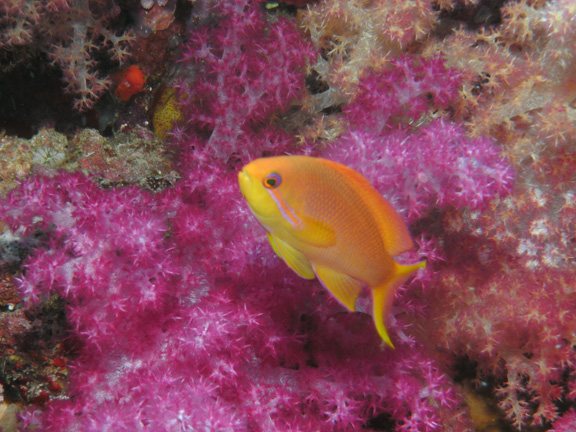 A lonely Anthias hovers for Mo