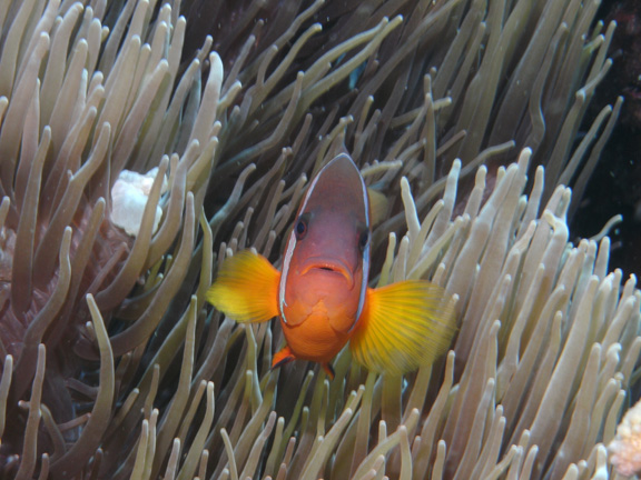 Clown Fish aren't scared of big Mo