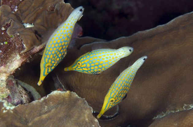 Long Nose Filefish by Paula