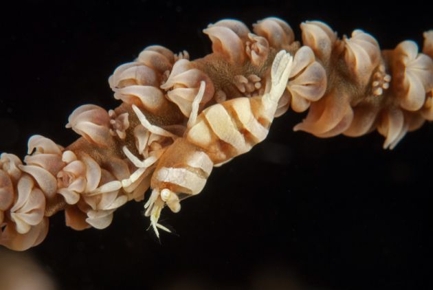 Whip coral shrimp - by Peter