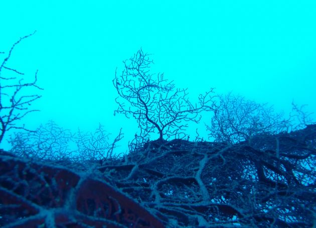 Looking up at a giant seafan - by Petrula