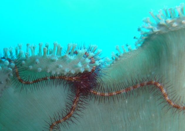 Brittle star (sounds like a great band name) - by Petrula