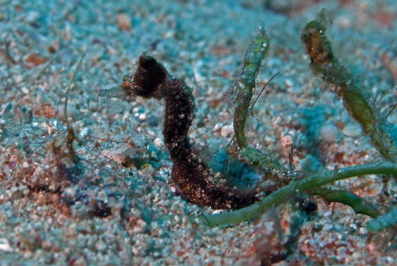 Pipefish or Seahorse or a cross taken by Julie