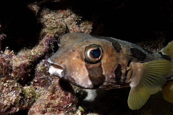 Julie gets head on with a Puffer