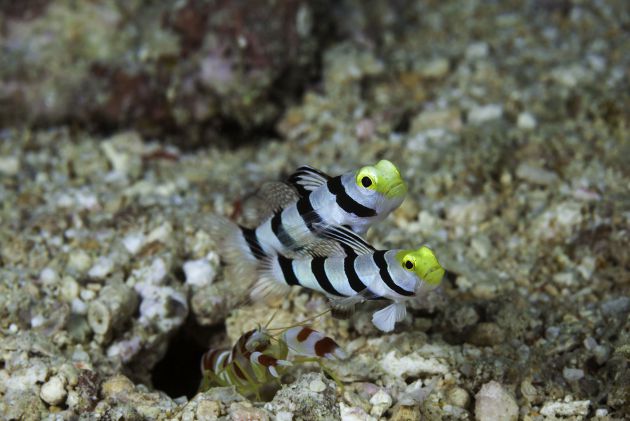 Yellow Nose Gobys by Dave. www.davidfleetham.com