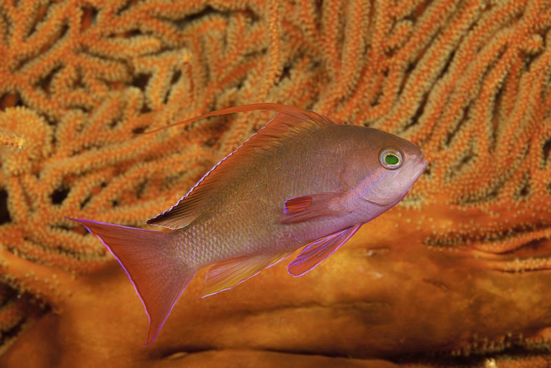 Anthias by Dave.  www.davidfleetham.com