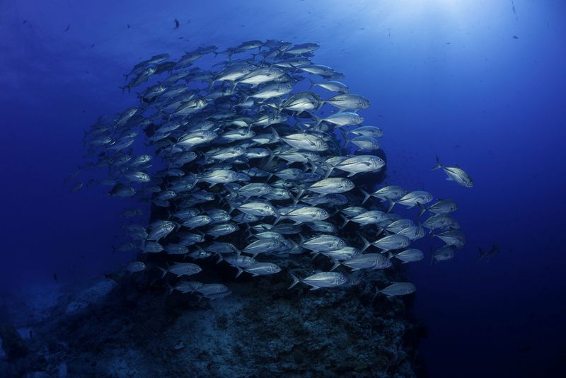 Big Eye Trevally by Dave.  www.davidfleetham.com