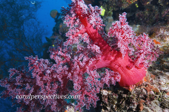 Feeding Soft Coral taken by Connie W