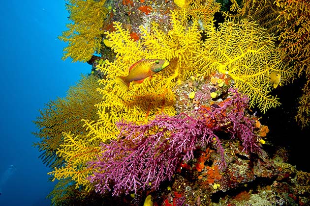 Chironephthya Soft Coral by Paul