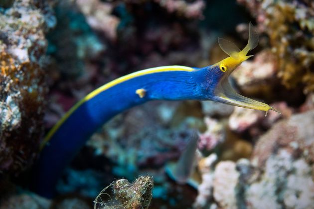 Ribbon Eel.  Photo by Erwin Filius