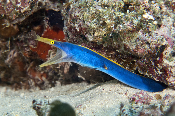 Blue Ribbon Eel at Wakaya: taken by Dee