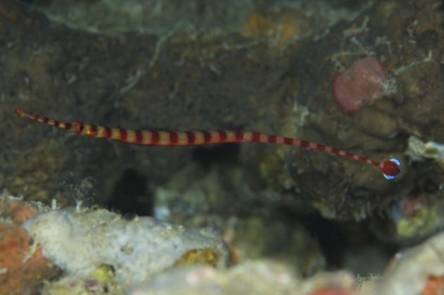 The rare and extremely shy NAI'A pipefish - by Rudy