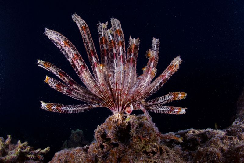 Feather Star by Rainbow Jim