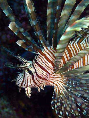 Lion Fish poses for Stacy