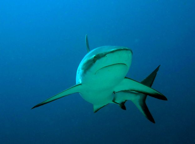 Stacy gets up close with a Grey Reef Shark in Namena