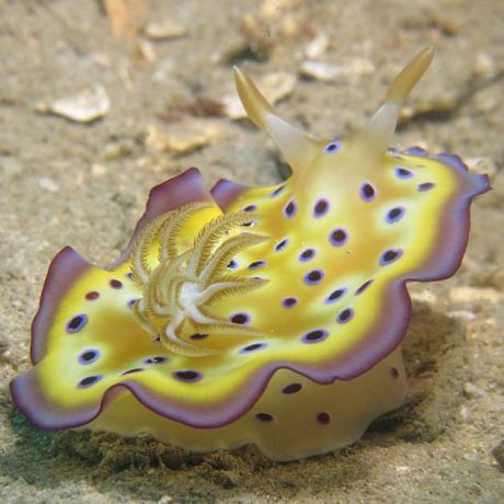 Nudi by Sarah