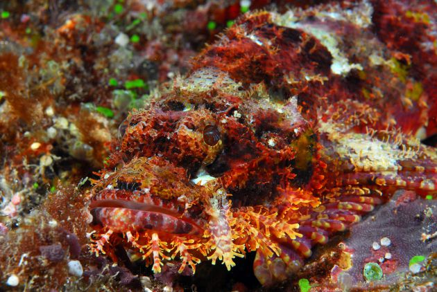 Scorpionfish by Dick