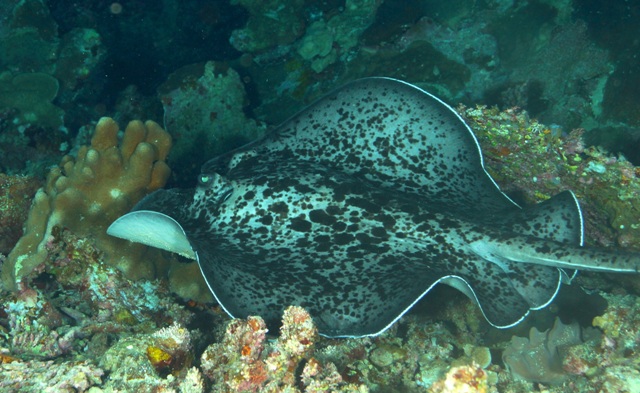 Ruffled feathers on this marbled ray - by Scott