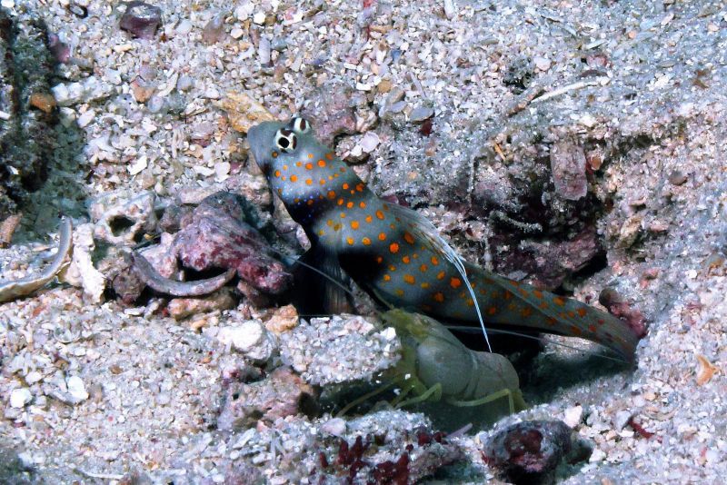 Shrimp Goby by Julie