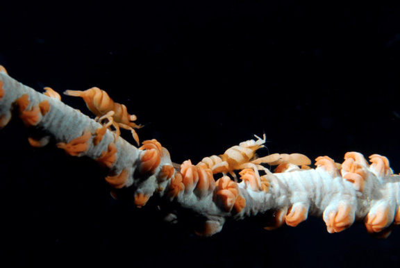 Another great macro shot by Dick - 2 Shrimps well camouflaged on a whip coral.
