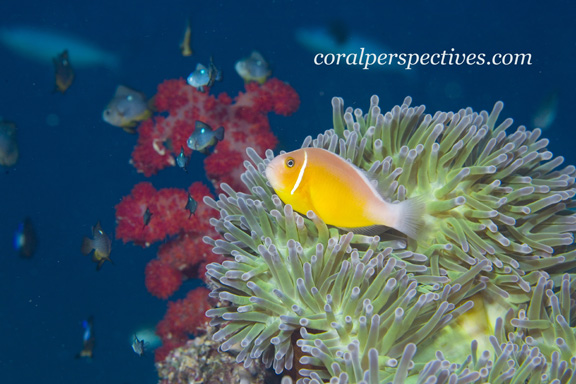 Anemone Fish poses for Connie W