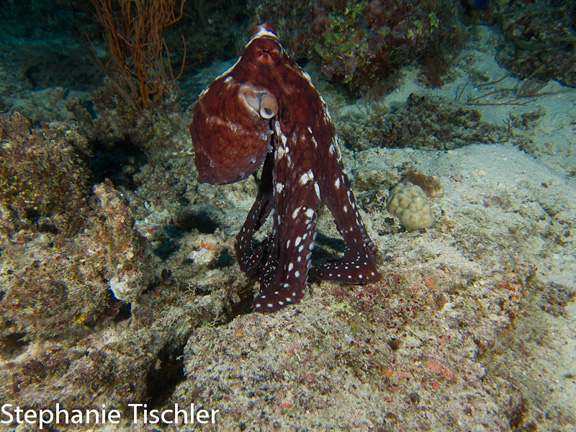 Stephanie shoots an Octopus hunting