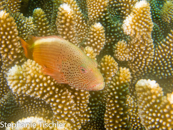 A Hawk Fish poses for Stephanie