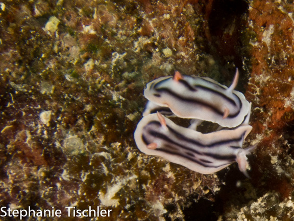 Stephanie finds love on the reef.