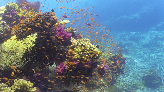 Reef in bloom - by Steve