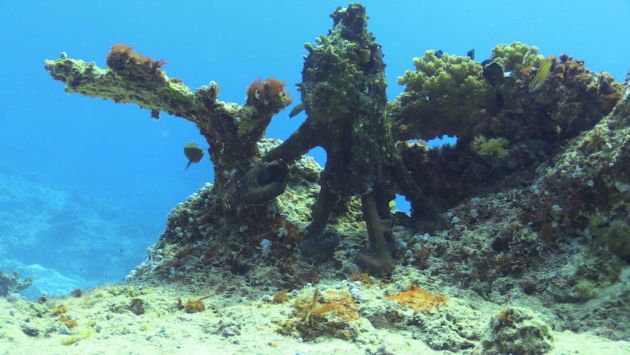 Octopus mimicking coral - by Steve