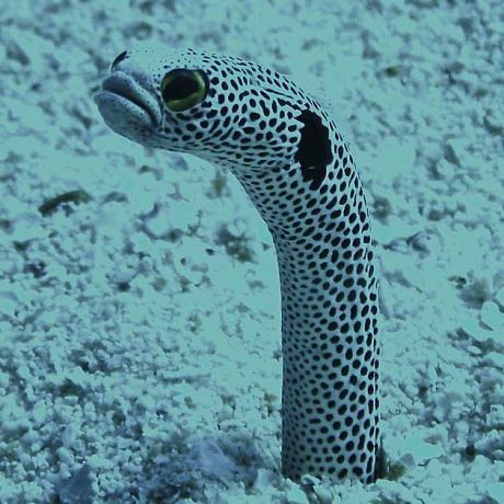 Garden eel by Steve