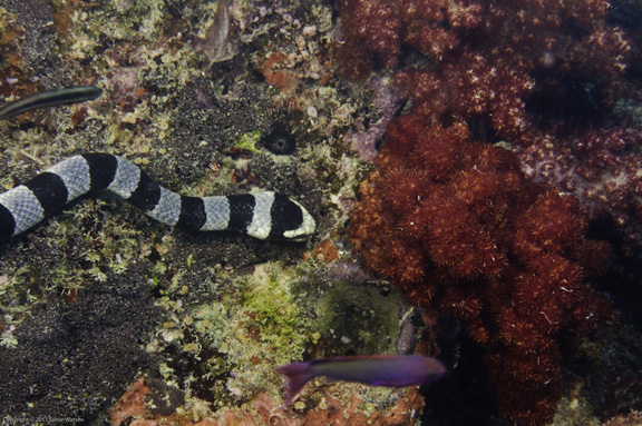 Steve chases down a Banded Sea Snake in Gau