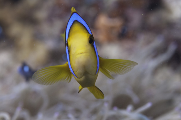 Anemone Fish poses for Steve