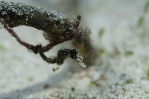Pipehorse Fish in Namena taken by Steve