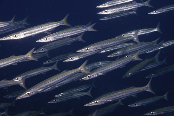 Big Eyed Barracuda at NSAT taken by Steve