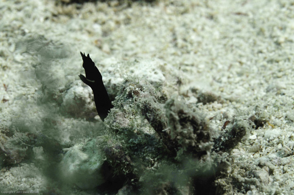 New Juvenile Ribbon Eel found and shot by Steve at Anthias Avenue