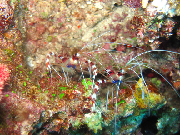 Banded Box Shrimp taken by Roz